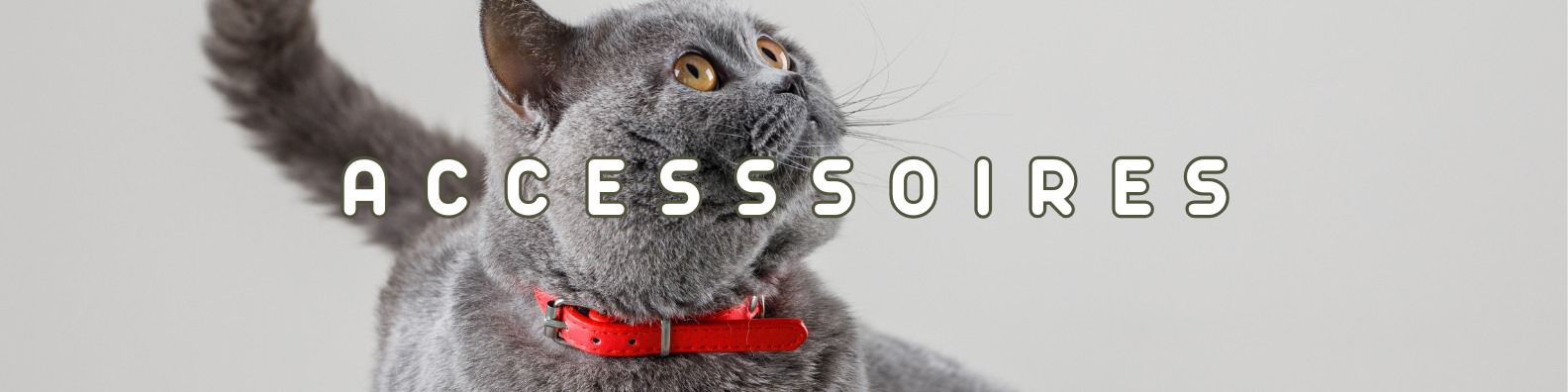 accessoires chats