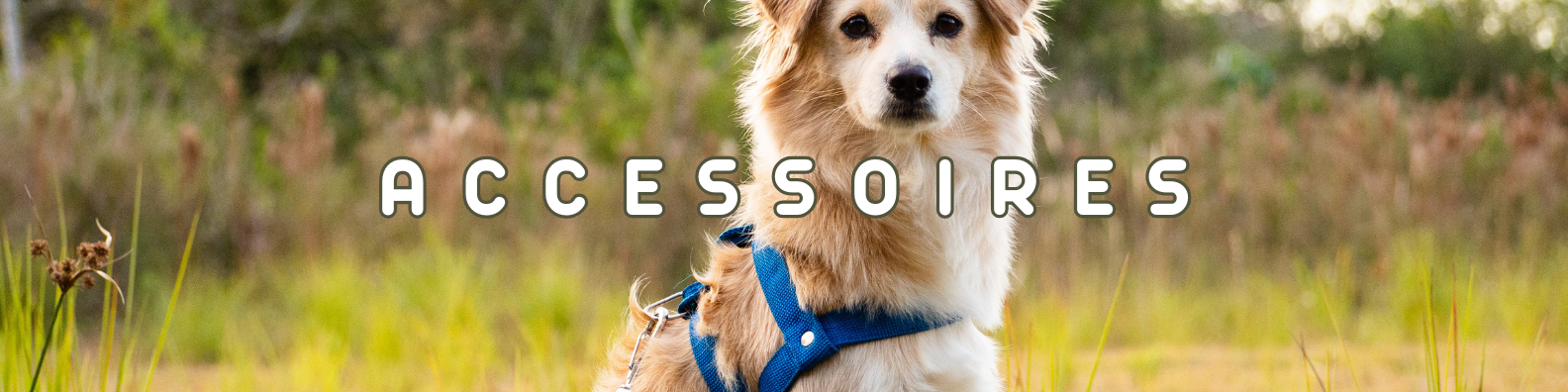 accessoires chiens