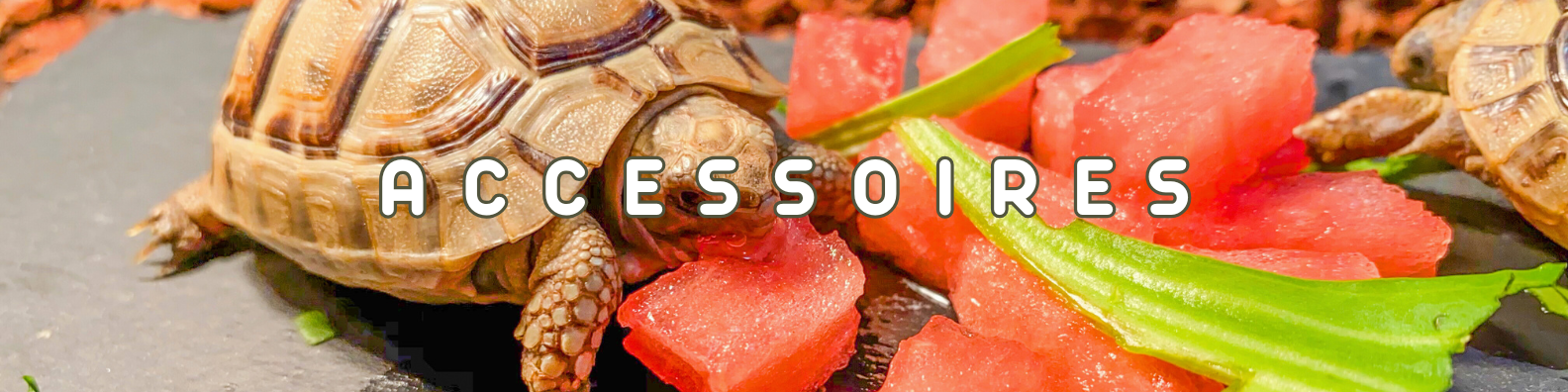 reptiles tortues accessoires