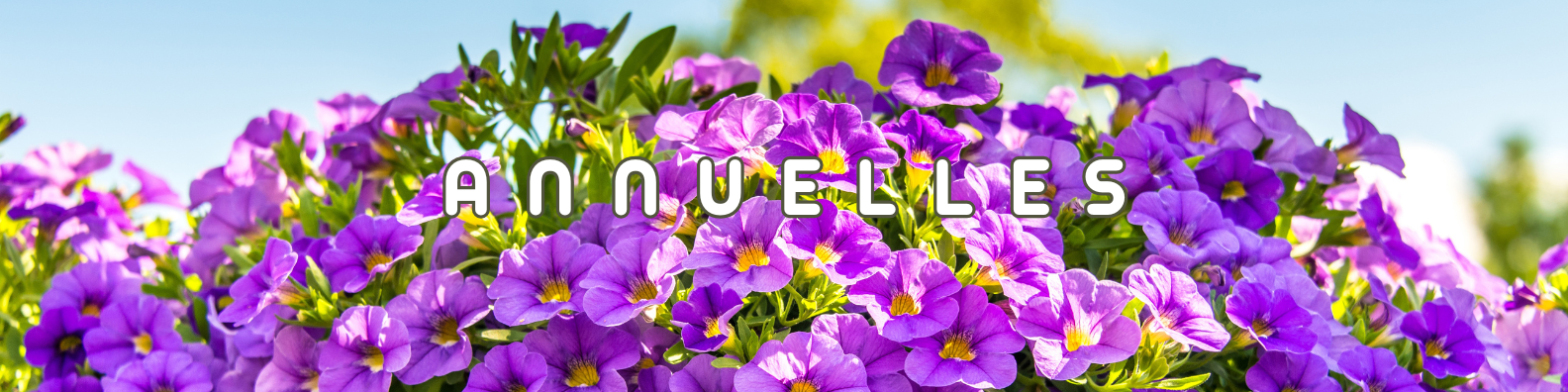 annuelles