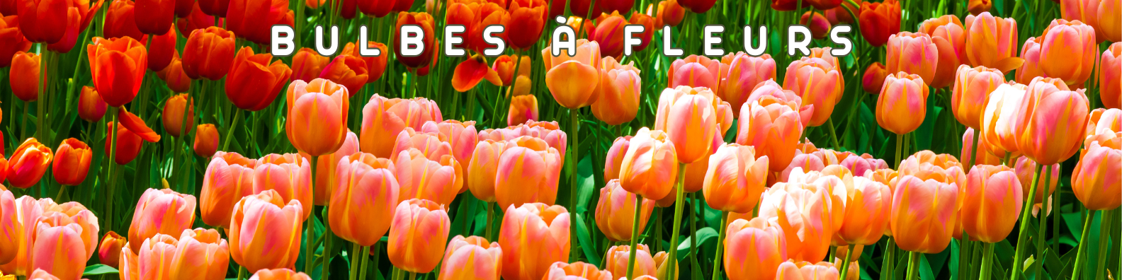 bulbes à fleurs