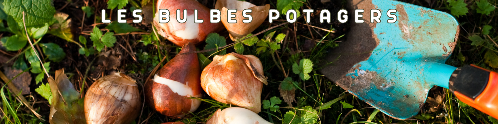 bulbes potagères