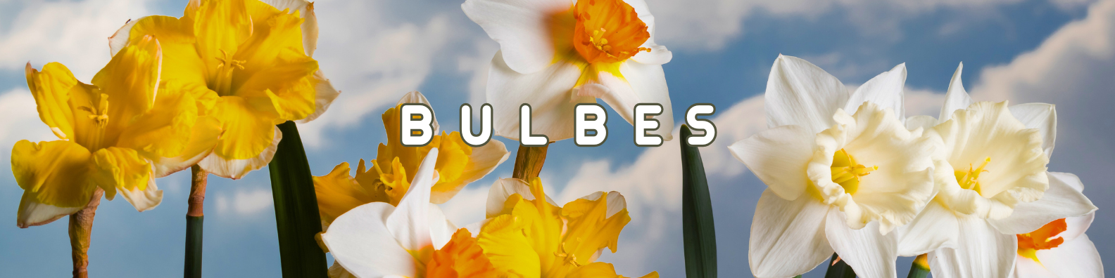 bulbes