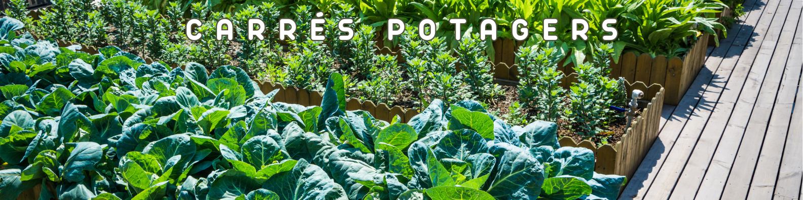 carrés potager
