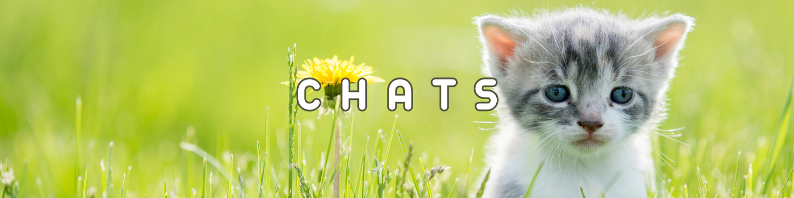 chats