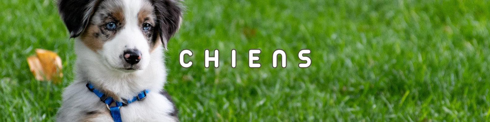 chiens