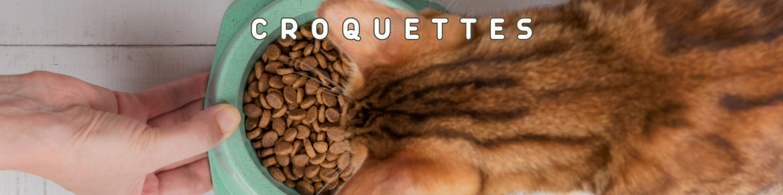 nourriture croquettes chats