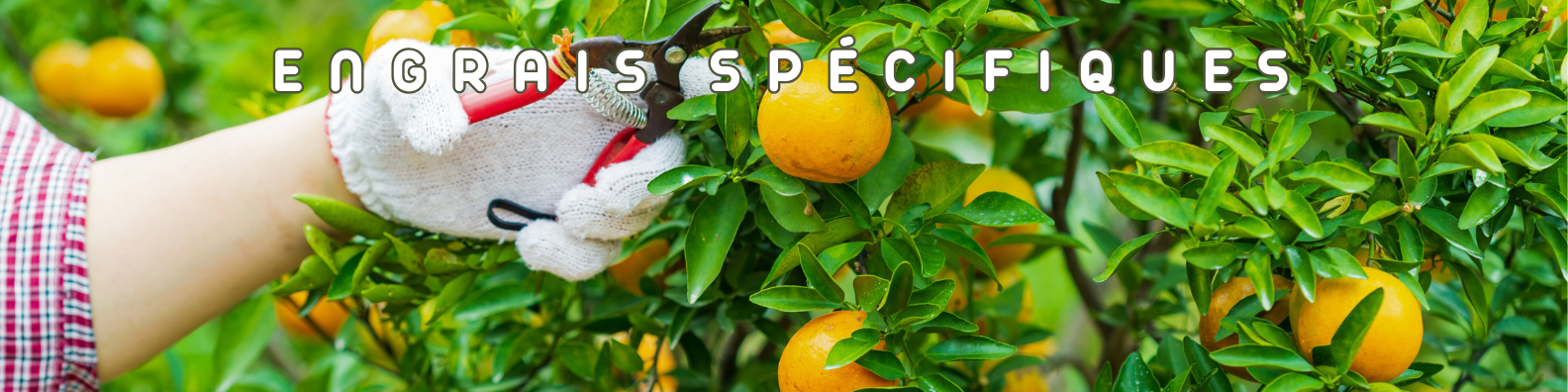 engrais spécifiques