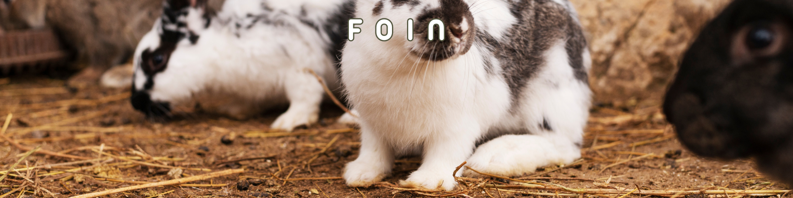foin rongeurs