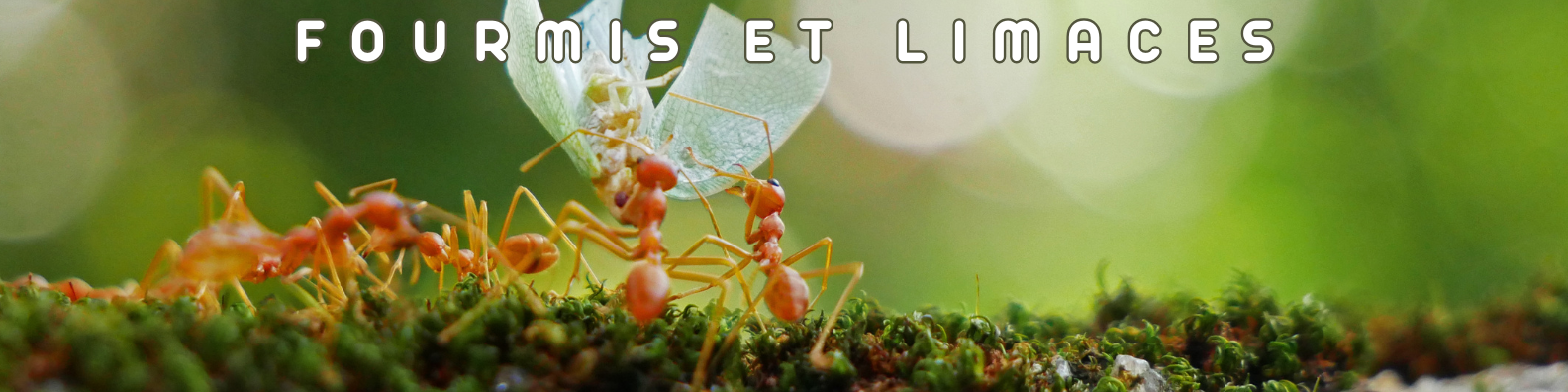 fourmis et limaces