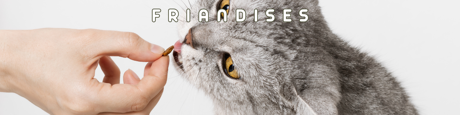 friandises chats