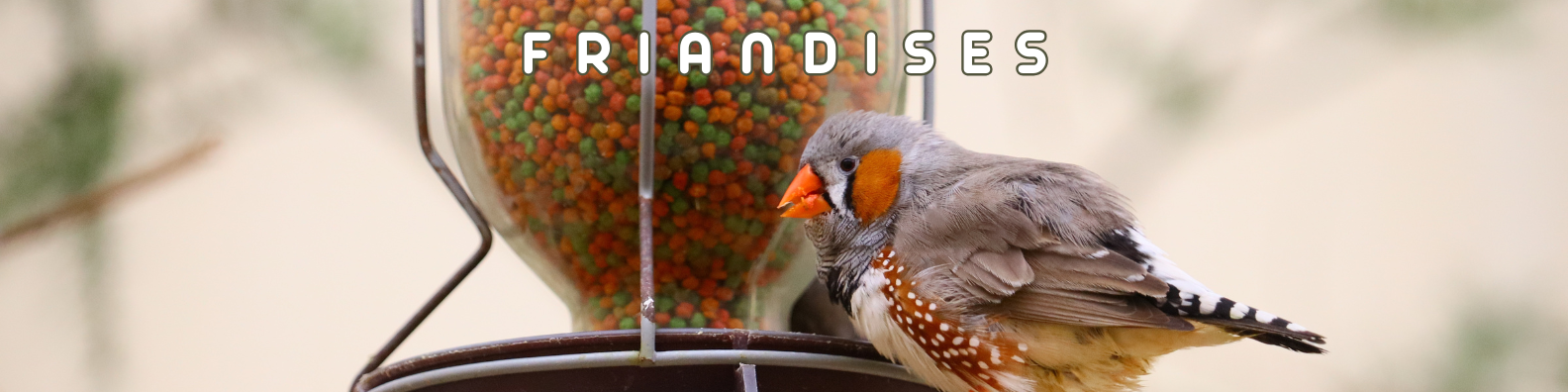 friandises oiseaux