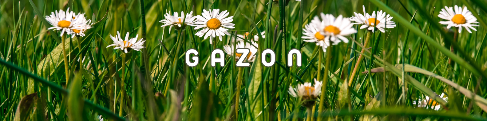 gazon