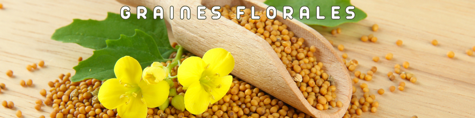graines florales