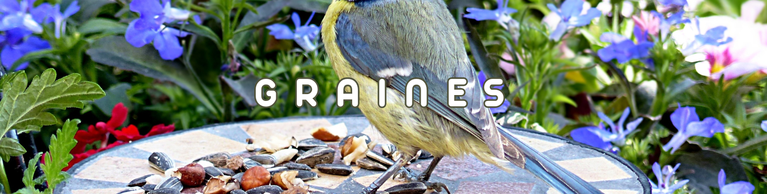 graines oiseaux