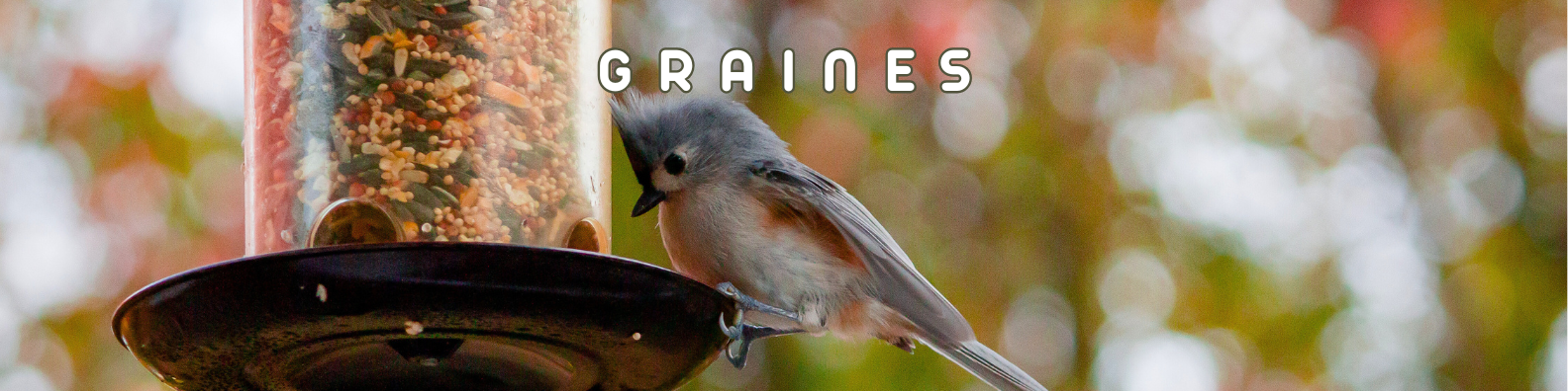 graines oiseaux de la nature