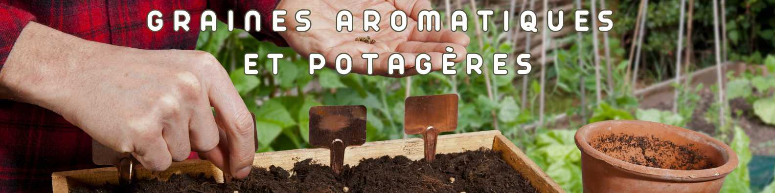 graines potagères