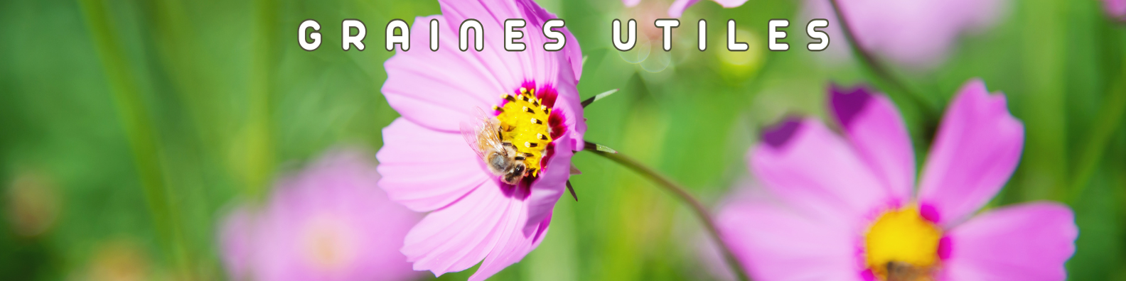 graines utiles