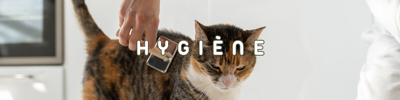 hygiène chats