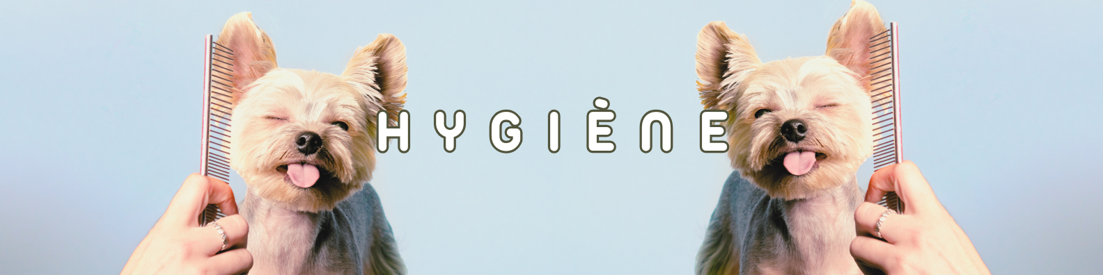 hygiène chiens