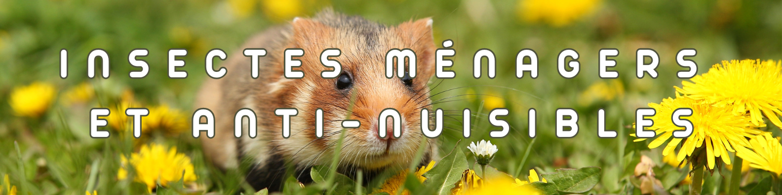 insectes ménagers et anti nuisibles