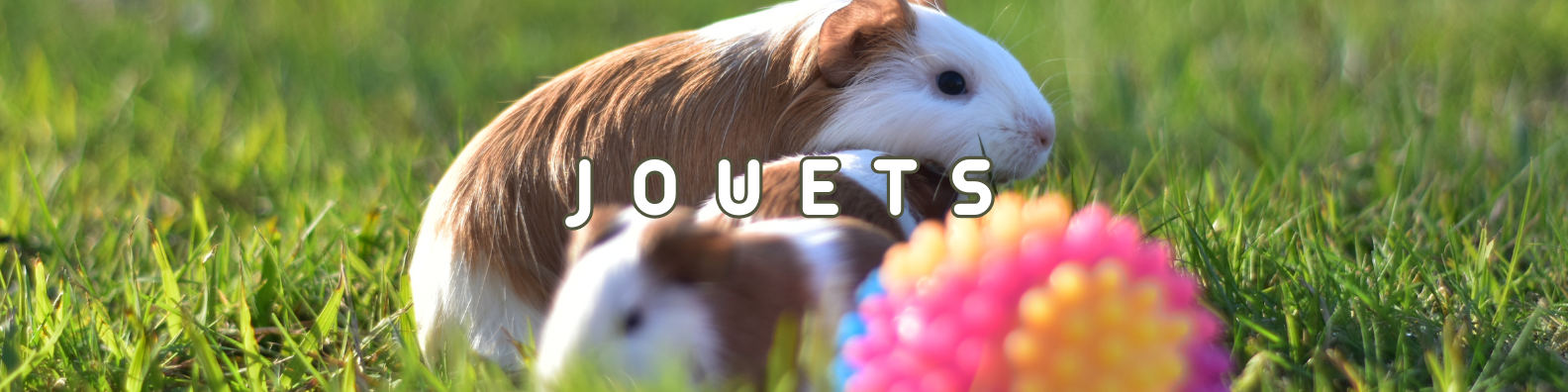 jouets rongeurs