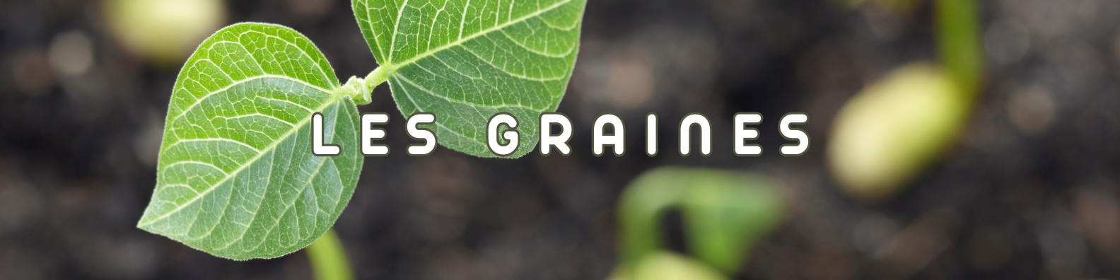 graines