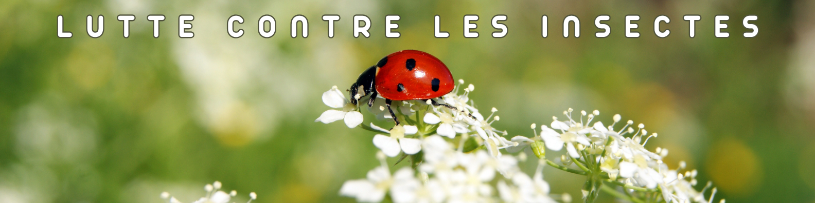 Lutte contre les insectes