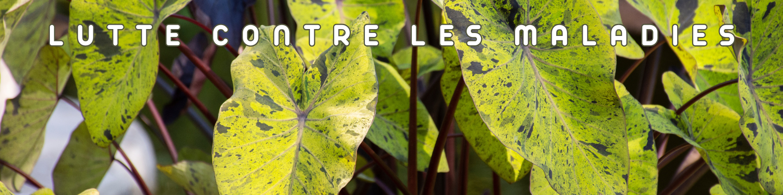 lutte contre maladies des plantes