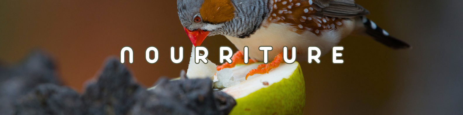 nourriture oiseaux de la nature