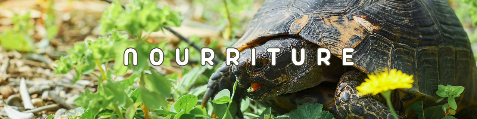 nourriture reptiles et tortues