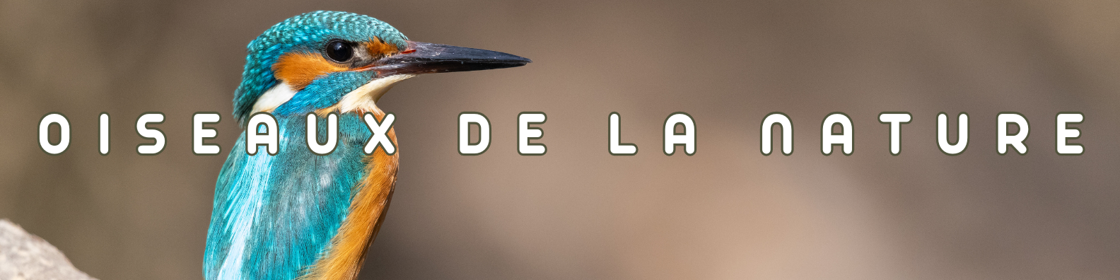 oiseaux de la nature