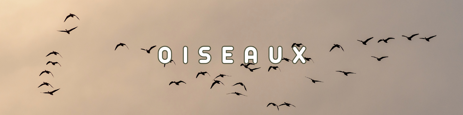 oiseaux