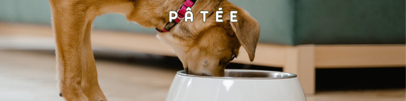 pâtée pour chiens