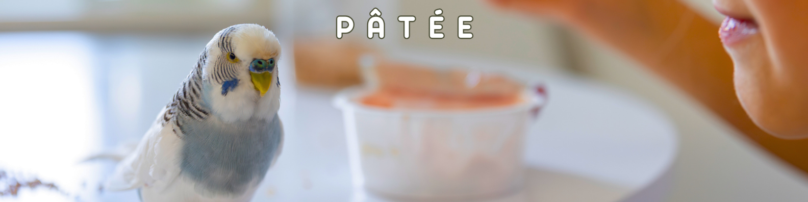 pâtée oiseaux