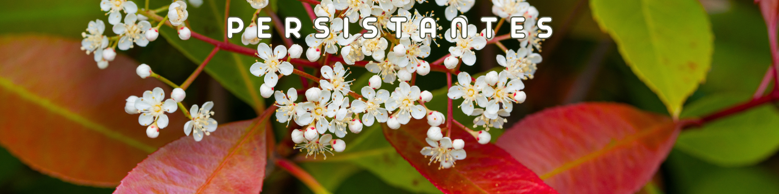 plantes persistances