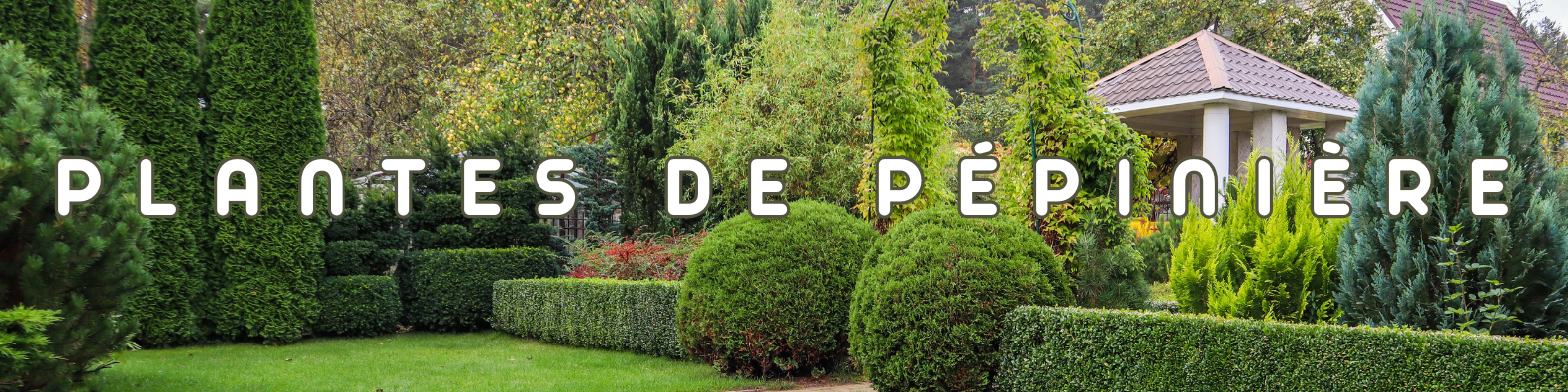 plantes de pépinière