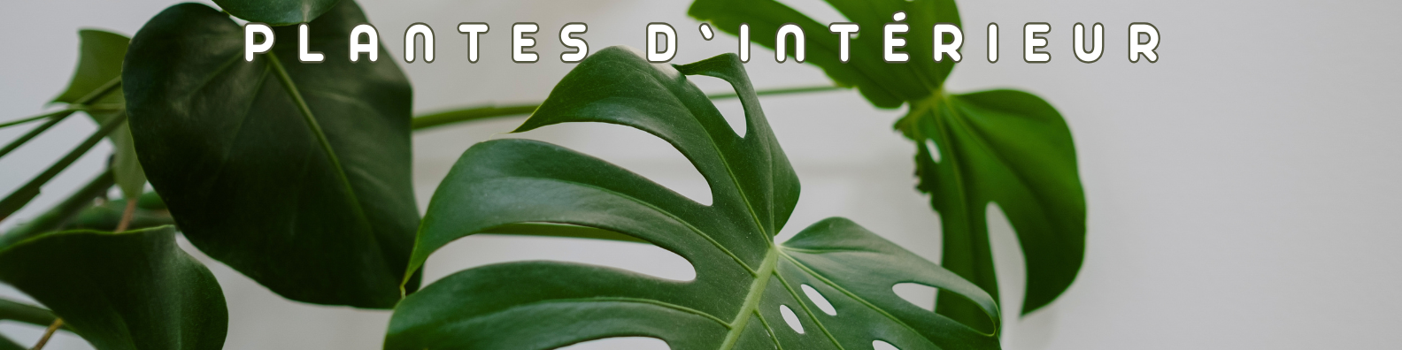 plantes d'intérieur