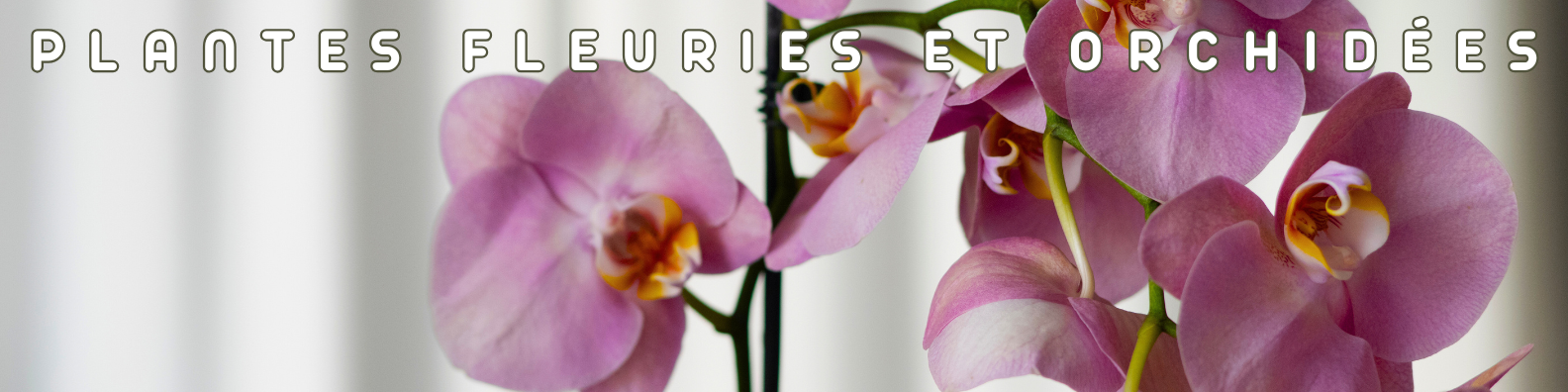 plantes fleuries et orchidées