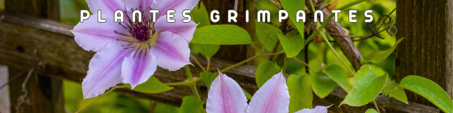 plantes grimpantes