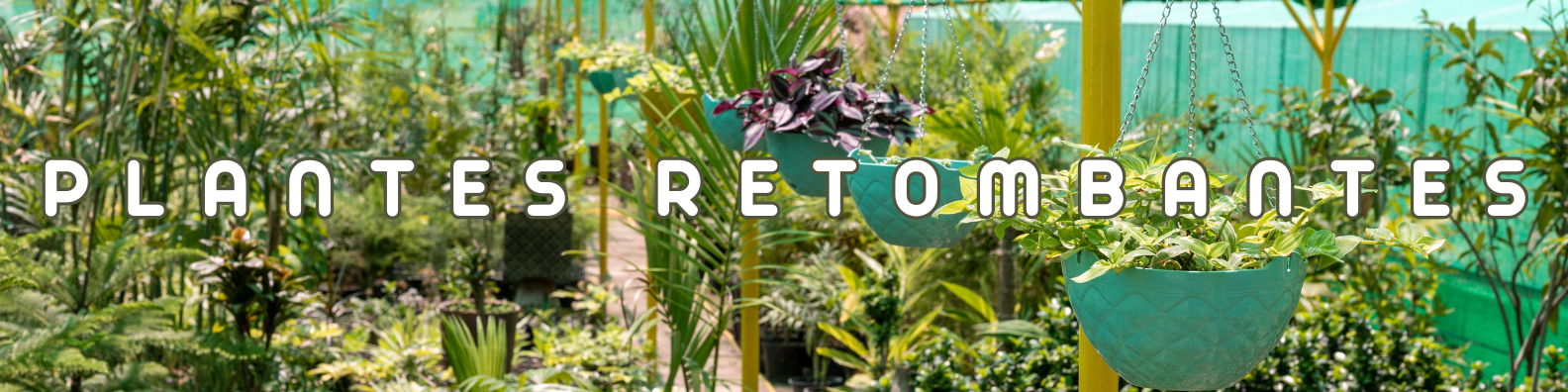 plantes retombantes