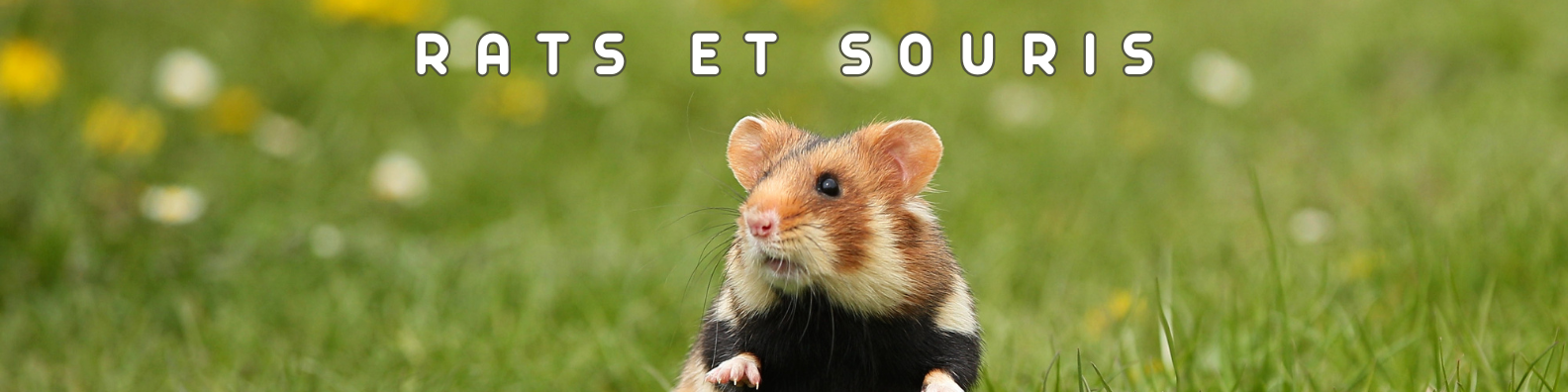 rats et souris