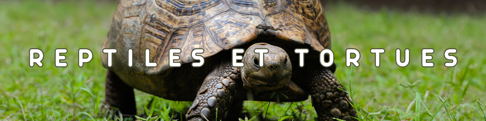 reptiles et tortues