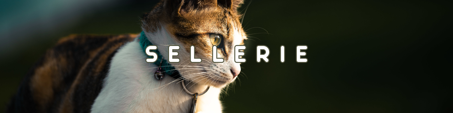 sellerie chats