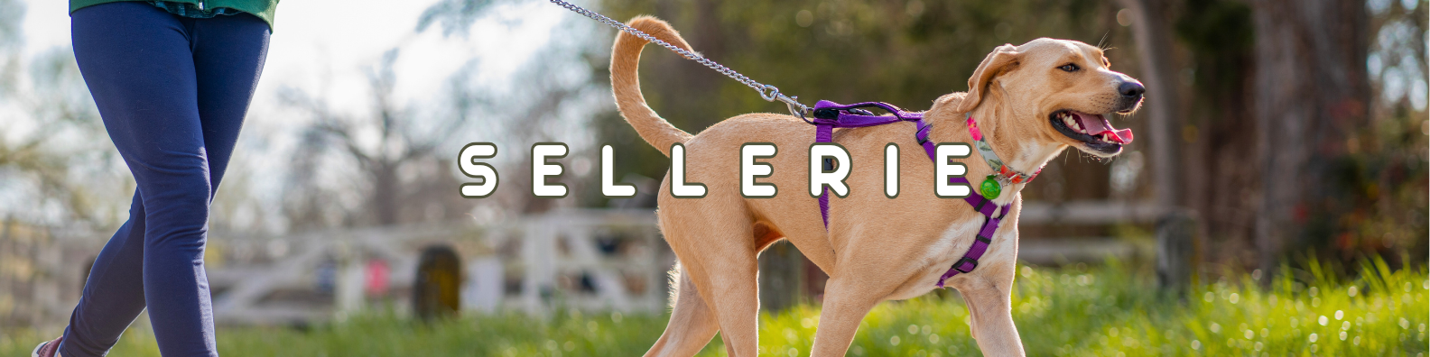 sellerie chiens