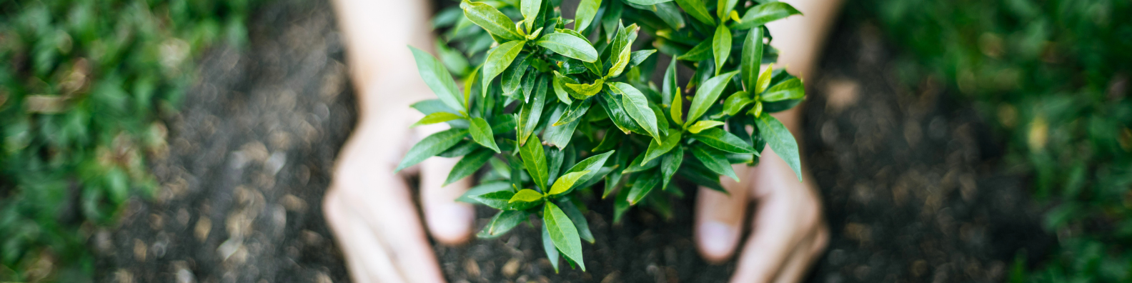 soin des plantes