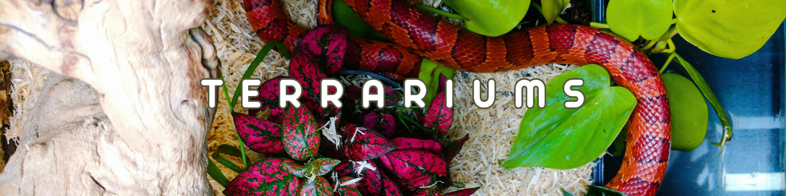 terrariums
