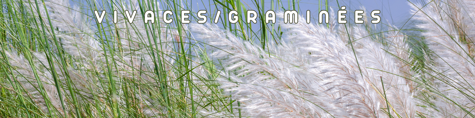 vivaces et graminées