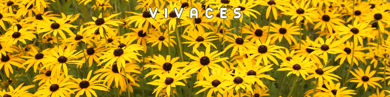 vivaces